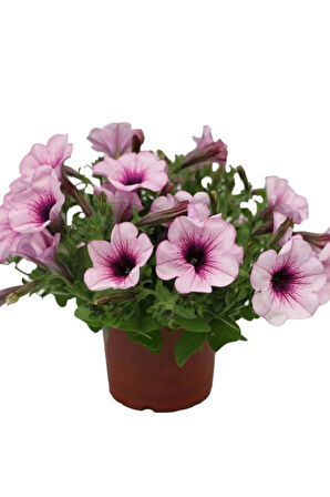 Hediyelik Açık Pembe Saradunya Çiçeği Sevgililer Gününe Özel Helen Saksı HEDİYELİ