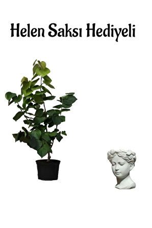 Harika Kokusuyla Mor Leylak Fidanı Sevgililer Gününe Özel Helen Saksı HEDİYELİ