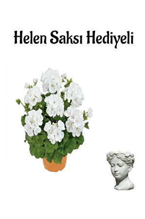 Hediyelik Açık Beyaz Saradunya Çiçeği Sevgililer Gününe Özel Helen Saksı HEDİYELİ