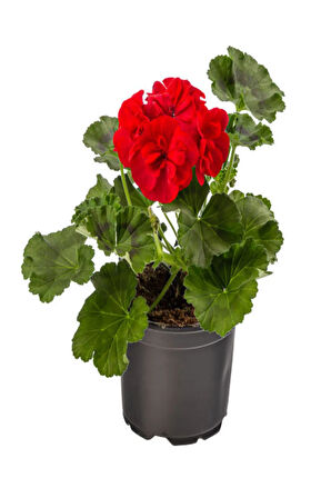 Hediyelik Kırmızı Renk Saradunya Çiçeği Sevgililer Gününe Özel Helen Saksı HEDİYELİ