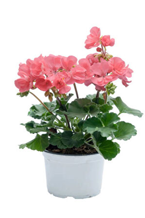 Açık Pembe Sardunya Çiçeği Sevgililer Gününe Özel Kurdele Çiçeği HEDİYELİ