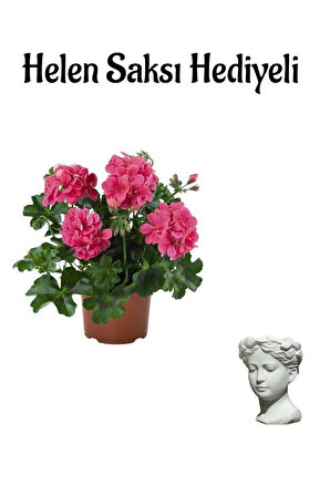 Kadınlar Günü Hediyeli Pembe Sakız Sardunya Helen Saksı Hediyeli Ev Bitkisi