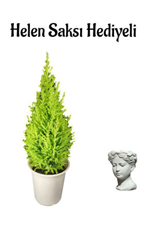 Limon Kokulu Limon Çamı Sevgililer Gününe Özel Helen Saksı HEDİYELİ