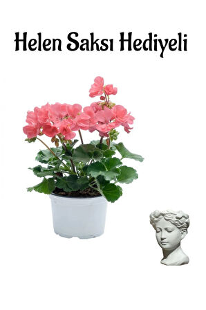 Hediyelik Açık Pembe Sardunya Çiçeği Sevgililer Gününe Özel Helen Saksı Hediyeli