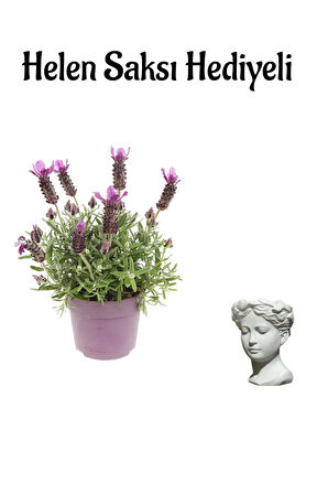 Yogun Kokulu Lavanta Çiçeği Fidanı Sevgililer Gününe Özel Helen Saksı HEDİYELİ