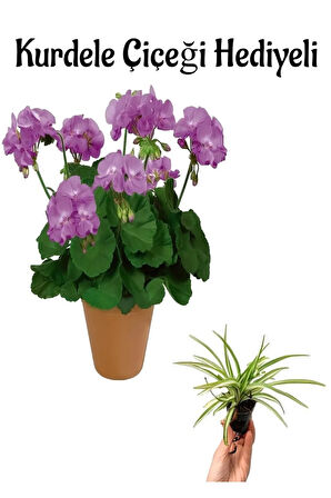 Mor Renk Sardunya Çiçeği Sevgililer Gününe Özel Kurdele Çiçeği HEDİYELİ