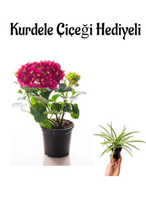 Fuşya Renkli Ortanca Çiçeği Sevgililer Gününe Özel Kurdele Çiçeği HEDİYELİ