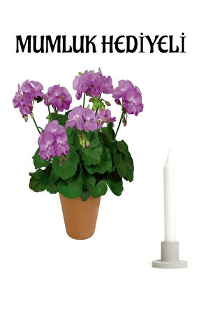 Mor Renk Sardunya Çiçeği Sevgililer Gününe Özel Kurdele Çiçeği HEDİYELİ