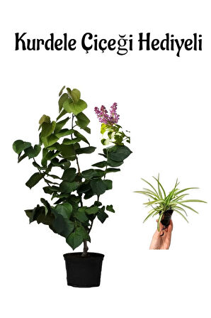 Harika Kokusuyla Mor Leylak Fidanı Sevgililer Gününe Özel Kurdele Çiçeği HEDİYELİ