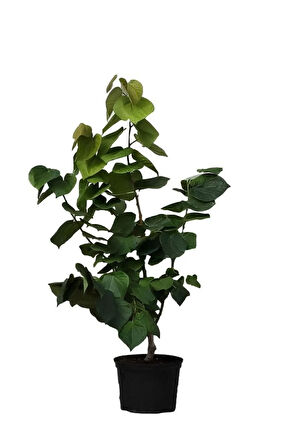 Harika Kokusuyla Mor Leylak Fidanı Sevgililer Gününe Özel Kurdele Çiçeği HEDİYELİ