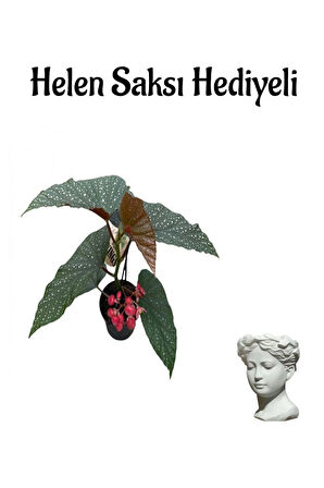 Kırmızı Çiçekli Çilli Begonya Çiçeği Sevgililer Gününe Özel Helen Saksı HEDİYELİ