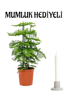 İnce Yapraklı Yeşil Salon Çamı Anneler Gününe Özel