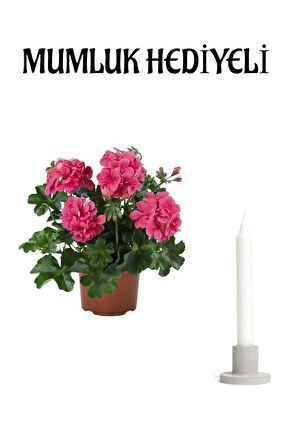Anneler Günü Hediyeli Pembe Sakız Sardunya Mumluk Hediyeli Ev Bitkisi