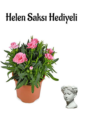 Hediyelik Mis Kokulu Pembe Karanfil Çiçeği Sevgililer Gününe Özel Helen Saksı HEDİYELİ