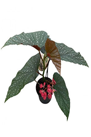 Avantajlı Çiçekli Çilli Begonya Çiçeği Sevgililer Gününe Özel Kurdele Çiçeği