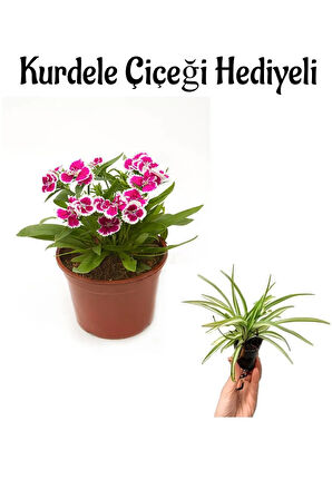 Hediyelik Pembe Çin Karanfili Çiçeği Sevgililer Gününe Özel Kurdele Çiçeği HEDİYELİ