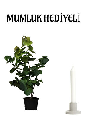 Harika Kokulu Mor Leylak Fidanı Sevgililer Gününe Özel Sarı Milli Kaktüs HEDİYELİ