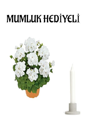 Hediyelik Beyaz Renk Sardunya Çiçeği Sevgililer Gününe Özel Mumluk Hediyeli