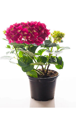 Fuşya Renkli Ortanca Çiçeği Sevgililer Gününe Özel Helen Saksı HEDİYELİ