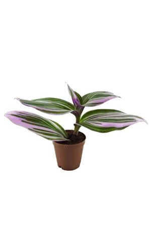 Çok Avantajlı Ithal Telgraf Çiçeği Nanouk Tradescantia En Az 2 Köklüdür Iç Mekan Bitkisi