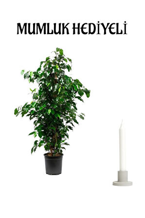 Yeşil Benjamin Bitkisi Sevgililer Gününe Özel Mumluk HEDİYELİ Ofis Bitkisi