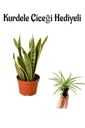 Harika Görünümlü Sarı Renkli Paşa Kılıcı Bitkisi Sevgililer Gününe Özel Kurdele Çiçeği HEDİYELİ