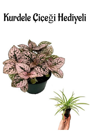 Zarif Pembe Yapraklı Hostes Çiçeği Sevgililer Gününe Özel Kurdele Çiçeği HEDİYELİ