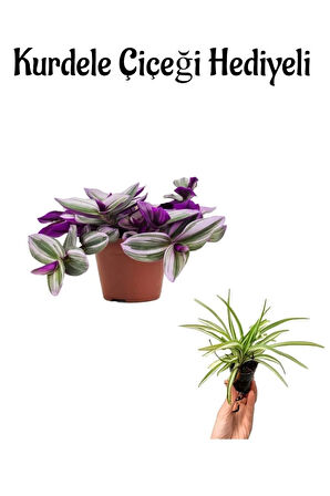 Toz Pembe Telgraf Çiçeği Sevgililer Gününe Özel Kurdele Çiçeği HEDİYELİ Bitki