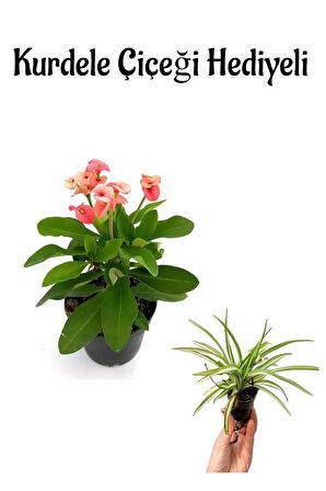 Kadınlar Gününe Özel Pembe Milii Dikenler Tacı Çiçeği Kurdele Çiçeği Hediyeli