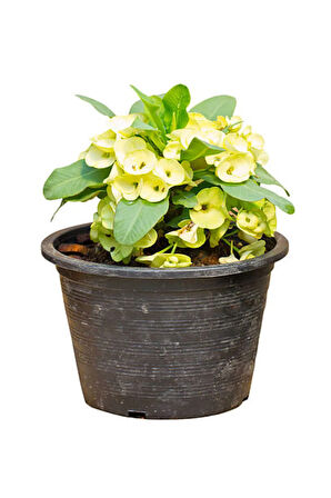 Kadınlar Gününe Özel Sarı Renk Milii Dikenler Tacı Çiçeği Kurdele Çiçeği Hediyeli