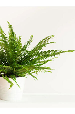 Çok Avantajlı Aşk Merdiveni Fujer Dolgun Formlu 14.5 Saksıda Iç Mekan Bitkisi Salon Bitkisi