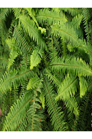 Çok Avantajlı Aşk Merdiveni Fujer Dolgun Formlu 14.5 Saksıda Iç Mekan Bitkisi Salon Bitkisi