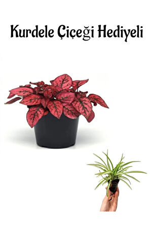 Çok Avantajlı Zarif Kırmızı Yapraklı Hostes Çiçeği Sevgililer Gününe Özel Kurdele Çiçeği HEDİYELİ