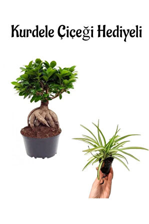 Hediyelik Bonsai Bitkisi-Çiçeği Sevgililer Gününe Özel Kurdele Çiçeği HEDİYELİ