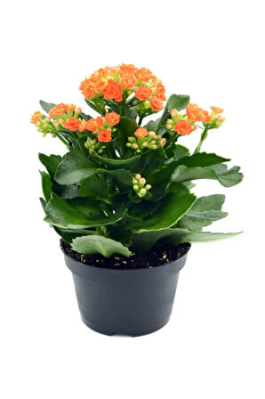 Hediyelik Turuncu Renk Kalanşo(Kalanchoe) Çiçeği Sevgililer Gününe Özel Kurdele Çiçeği HEDİYELİ