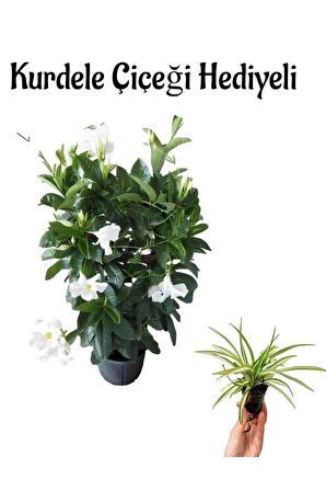 Mis Kokulu Beyaz Renk Mandevilla Çiçeği Sevgililer Gününe Özel Kurdele Çiçeği HEDİYELİ