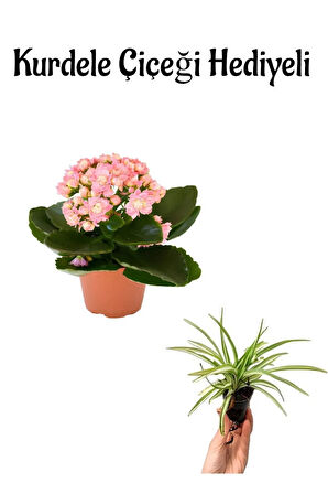 Hediyelik Açık Pembe Renk Kalanşo(KALANCHOE) Çiçeği Öğretmenler Gününe Özel Kurdele Çiçeği Hediyeli