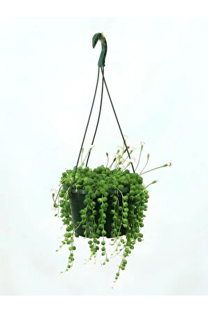 Öğretmenler Gününe Özel Tespih-boncuk Çiçeği Bitkisi Kurdele Çiçeği Hediyeli