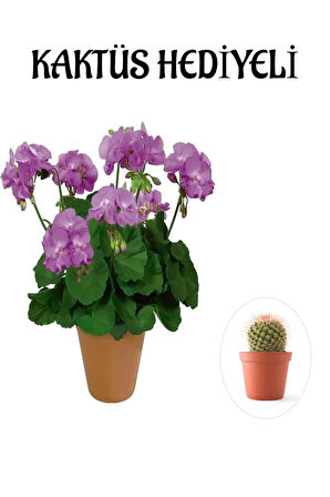 Çok Avantajlı Hediyelik Mor Renk Sardunya Fidanı Sevgililer Gününe Özel KAKTÜS HEDİYELİ