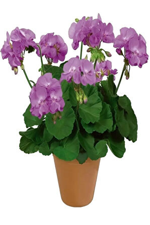 Çok Avantajlı Hediyelik Mor Renk Sardunya Fidanı Sevgililer Gününe Özel KAKTÜS HEDİYELİ