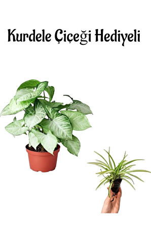 Hediyelik Zarif Yapraklı Melek Kanadı Bitkisi Sevgililer Gününe Özel Kurdele Çiçeği HEDİYELİ