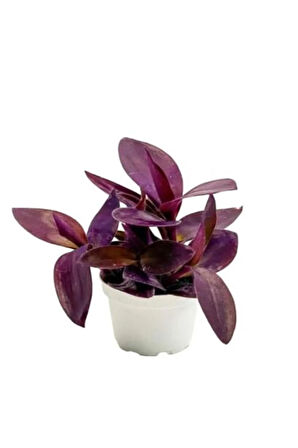 Kadınlar Gününe Özel Mor Telgraf- Kara Sevda Çiçeği Kurdele Çiçeği Hediyeli