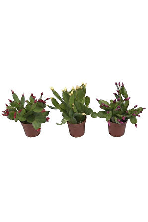 Çok Avantajlı Yılbaşı Çiçeği 3 Adet 6,5 Mini Saksıda Üçlü 1.kalite Iç Mekan Bitkisi