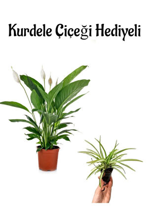 Hediyelik Zarif Beyaz Renk Barış Çiçeği Sevgililer Gününe Özel Kurdele Çiçeği HEDİYELİ