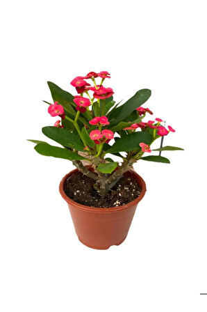 Kadınlar Gününe Özel Kırmızı Renk Milii Dikenler Tacı Çiçeği Kurdele Çiçeği Hediyeli