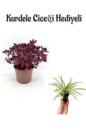 Avantajlı Öğretmenler Gününe Özel Çingene Şalvarı Çiçeği Bitkisi Kurdele Çiçeği