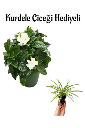 Yogun Kokulu Gardenya Çiçeği Sevgililer Gününe Özel Kurdele Çiçeği HEDİYELİ