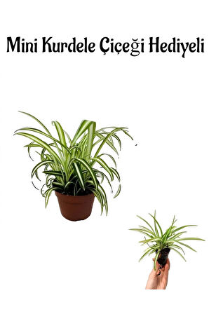 Hediyelik Kurdele Çiçeği Anneler Gününe Özel Mini Kurdele Çiçeği