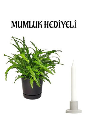 Aşk Merdiveni Bitkisi Sevgililer Gününe Özel Mumluk HEDİYELİ Ofis Çiçeği