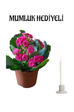 Koyu Pembe Kalanşo(Kalanchoe) Çiçeği Mumluk HEDİYELİ Sevgililer Günü Hediyesi